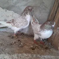 کبوتر پرشی|پرنده|صومعهسرا, |دیوار