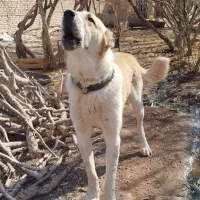 سگ گله نر|سگ|رفسنجان, |دیوار