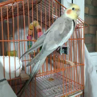 عروس هلندی سالم و سرحال،ماده