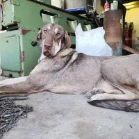 ماده پژدر 18ماه