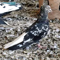 سیزده تا کبوتر رنگی