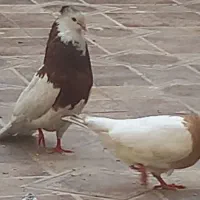 توقی
