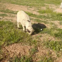 بره ماده|حیوانات مزرعه|کرمانشاه, |دیوار
