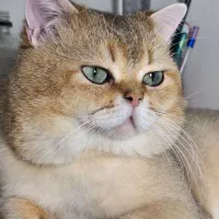 بریتیش گلد مو‌لد برا‌ی جفت‌گیر‌ی