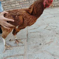 مرغ و خروس|حیوانات مزرعه|تربت جام, رضاآباد|دیوار