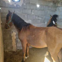 اسب پالونی بارکش|حیوانات مزرعه|ابرکوه, |دیوار