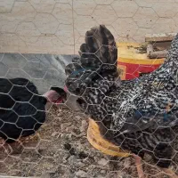 مرغ و خروس