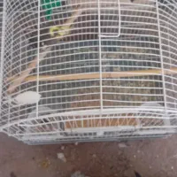 طوطی عروس هلندی|پرنده|آمل, |دیوار