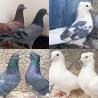 کبوتر دوکت و سرخ خال مشکی و سیاه و سبط کله سرخ