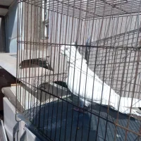 طوقی ودوکت، نراراکی،سرور، نوک ریز سینه ای|پرنده|اردکان, |دیوار