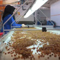 کاردر کارخانه سبزه پاککنی