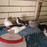 تخم نطفه دار بلدرچین مینیاتوری|حیوانات مزرعه|ابرکوه, |دیوار