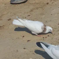 طوق هفت رنگ