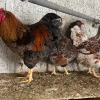 مرغ و خروس ویاندوت