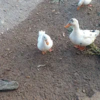 اردک|حیوانات مزرعه|یاسوج, |دیوار