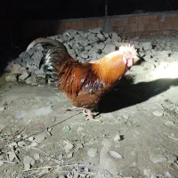 خروس  محلی سنگین وزن