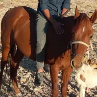 اسب مادیون جوان