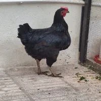 مرغ محلی اصل اصل تخمگذار|حیوانات مزرعه|ری, سیزده آبان|دیوار