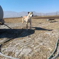 واگزاری‌ توله‌ سرابی