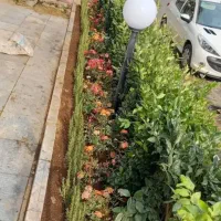 خدمات باغبانی باغچه کاری گل کاری هرس‌کاری کاشت گل