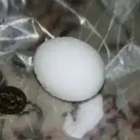سلام .شکستن تخم مرغ برای رفع چشم زخم