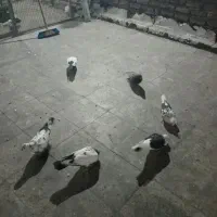 کفتر|پرنده|تهران, افسریه جنوبی|دیوار