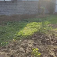 زمین 230متر در محله پشت بیمارستان قائم|فروش زمین و ملک کلنگی|رشت, خرسندی|دیوار