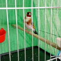 سهره نر رسمی قواره دار بخون