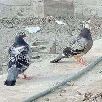 کبوتر
