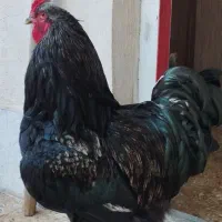 خروس برهما