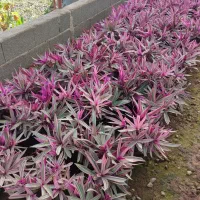 گل زیپلین|گل و گیاه طبیعی|رودسر, |دیوار