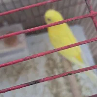 مرغ عشق