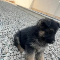 توله ژرمن|سگ|کرج, ملکآباد|دیوار