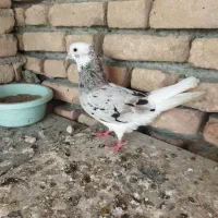 کبوتر سرور|پرنده|گمیشان, |دیوار