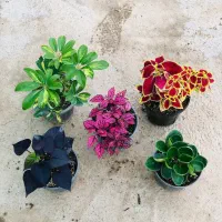 گل هدیه ویژه روز مادر|گل و گیاه طبیعی|قدس, شهر‌قدس|دیوار