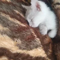 گربه سفید گمشده|حیوانات|ارومیه, |دیوار