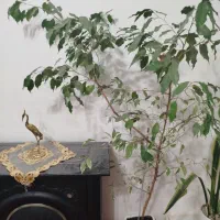 حراج گل بنجامین|گل و گیاه طبیعی|مراغه, |دیوار