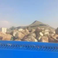 فروش چغندرقندی