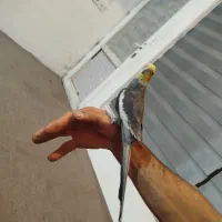 عروس هلندی کاملن دستی|پرنده|نوشهر, |دیوار