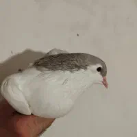 زینتی|حیوانات|مشهد, کارمندان دوم|دیوار