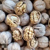 گردو پوست کاغذی