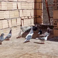 کفتر رنگه|پرنده|مشهد, كنويست|دیوار