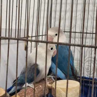 طوطی کوتوله برزیلی نژاد دار