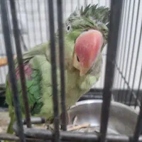 طوطی ماده رقاص معاوضه با کفتر