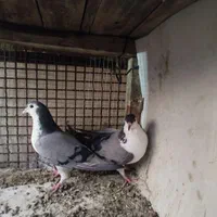 نر و ماده دمگیر|پرنده|اصفهان, دانشگاه اصفهان|دیوار