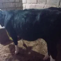 گوساله ماده سیمینتال