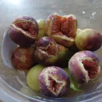 انجیر