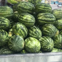 فروش ۷۰۰-۸۰۰ کیلو هندوانه قیمت عمده