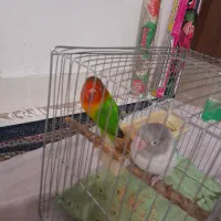 طوطی برزیلی|پرنده|ری, شهید بهشتی|دیوار