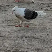 کبوتر فروشی و معاوضه با طوقی|پرنده|دره شهر, |دیوار